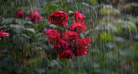 夢見下大雨